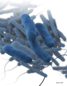 Illustrazione scientifica di Legionella pneumophila (CDC)